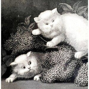 The Kittens Beautiful White Cats Steel Engraving 1859 Victorian Art DWY5D
